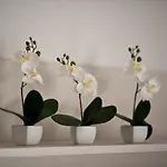 Medora 巴什卡沃达